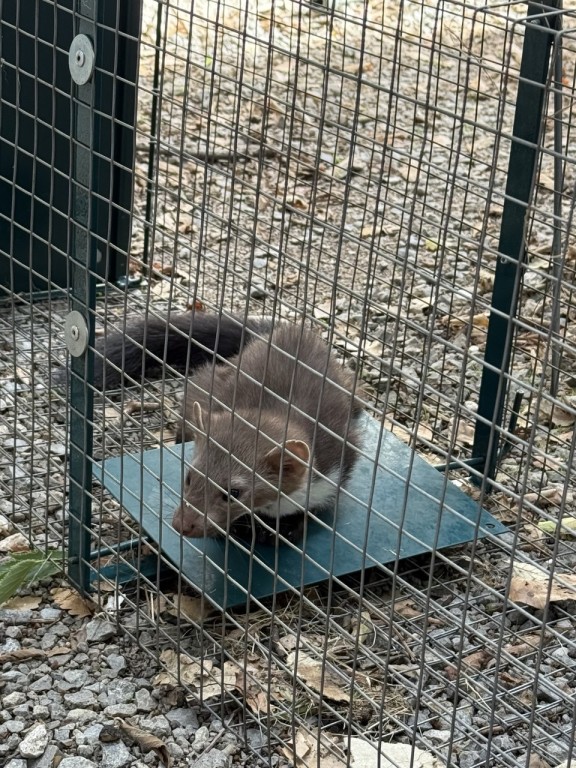 Fouines dans les Toitures : Les Solutions Durables pour les Habitations de Draguignan, Le Muy et Les Arcs-sur-Argens