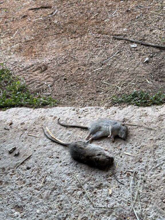 🐜🐀 Protégez vos locaux des nuisibles : pourquoi agir rapidement ?