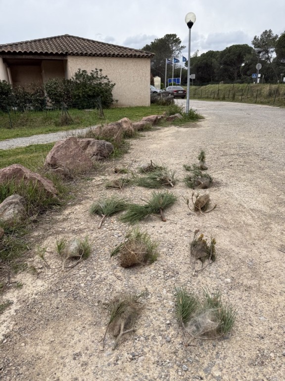 🐛 Enlèvement de nids de chenilles processionnaires à Draguignan, Les Arcs-sur-Argens et Trans-en-Provence : quand faut-il agir ?