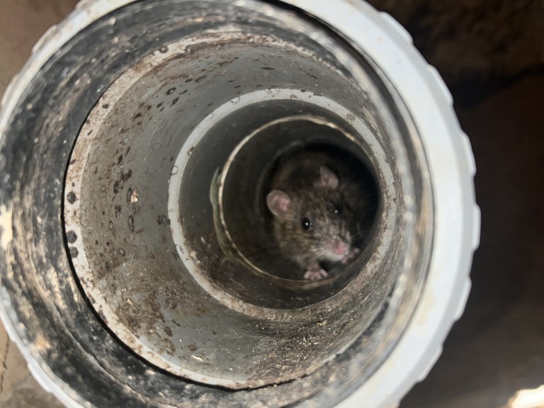 Dératisation à Draguignan, les méthodes professionnelles qui fonctionnent