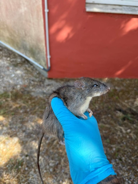 🐀 Dératisation à Lorgues – Élimination rapide des rats et souris & protection sanitaire