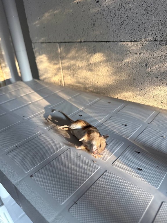 Entreprise de dératisation à Flayosc, Draguignan et Figanière : comment choisir un professionnel fiable ?