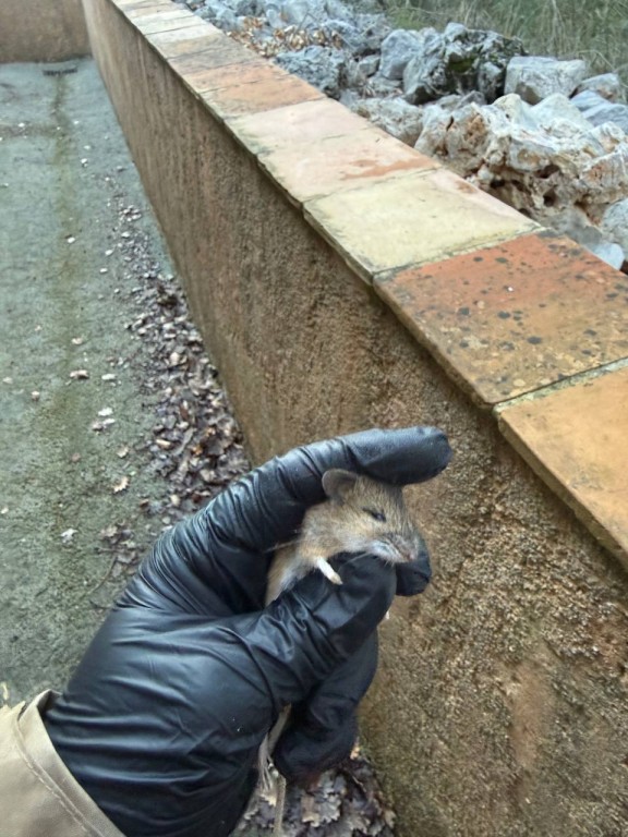 🐀 Dératisation à Roquebrune-sur-Argens – Élimination des rats et souris