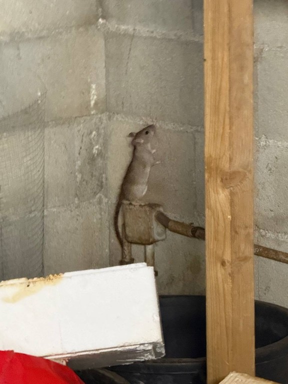 🐀 Entreprise de dératisation au Luc et au Cannet-des-Maures – Traitement rats et souris