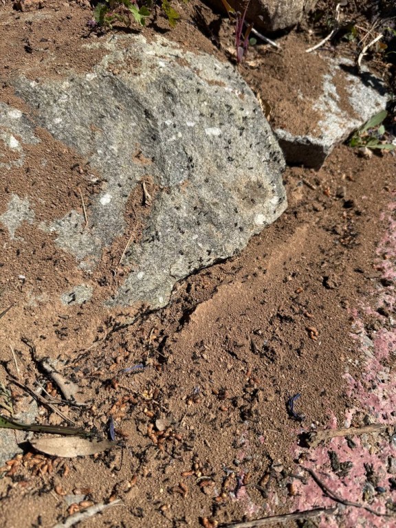 🐜 Traitement des fourmis à Draguignan : éliminez durablement les infestations dans votre jardin et votre toiture